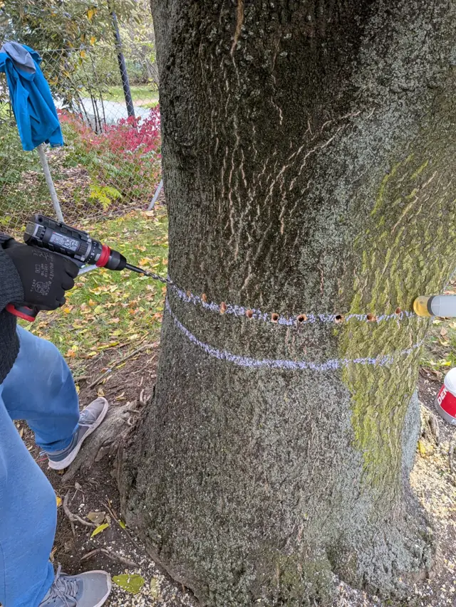 Vrtání aplikačních otvorů do kmene vzrostlého pajasanu