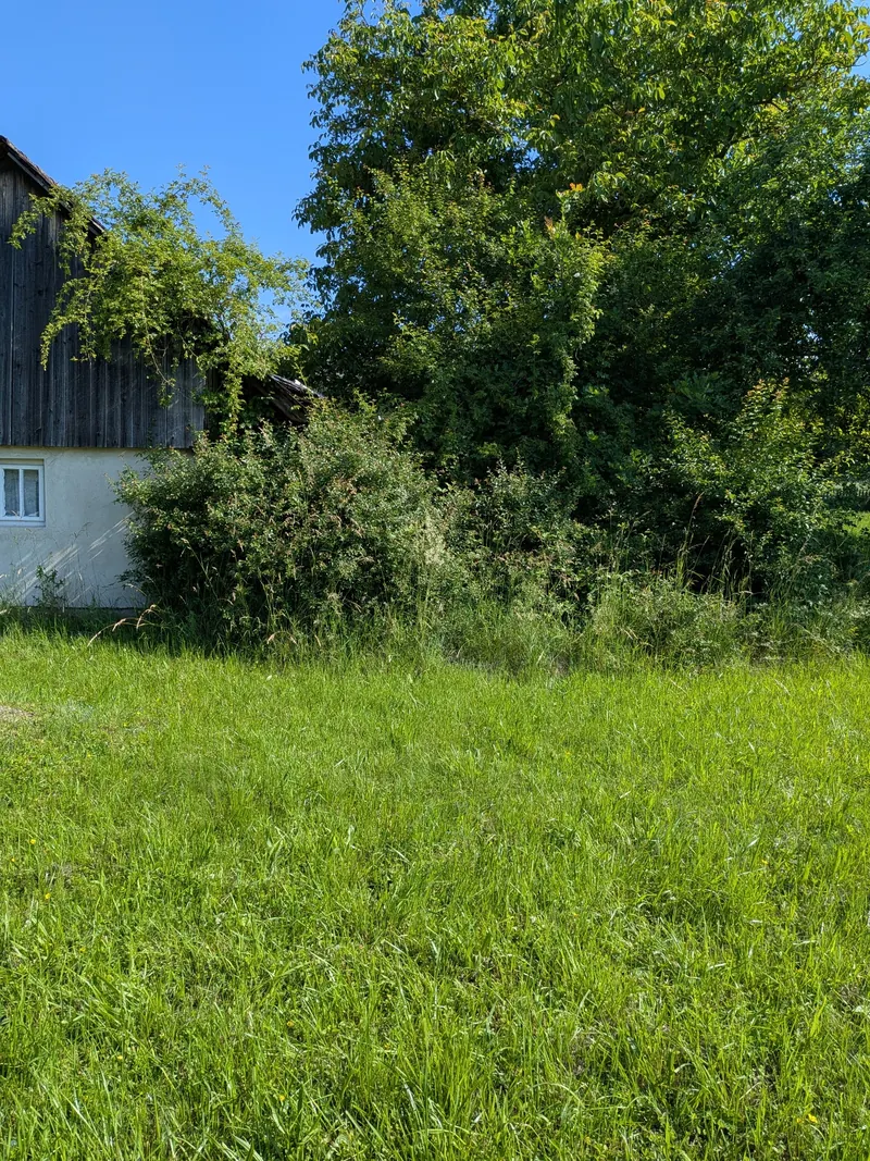Husté přerostlé keře a náletová vegetace zakrývající hospodářskou stavbu před vyčištěním.